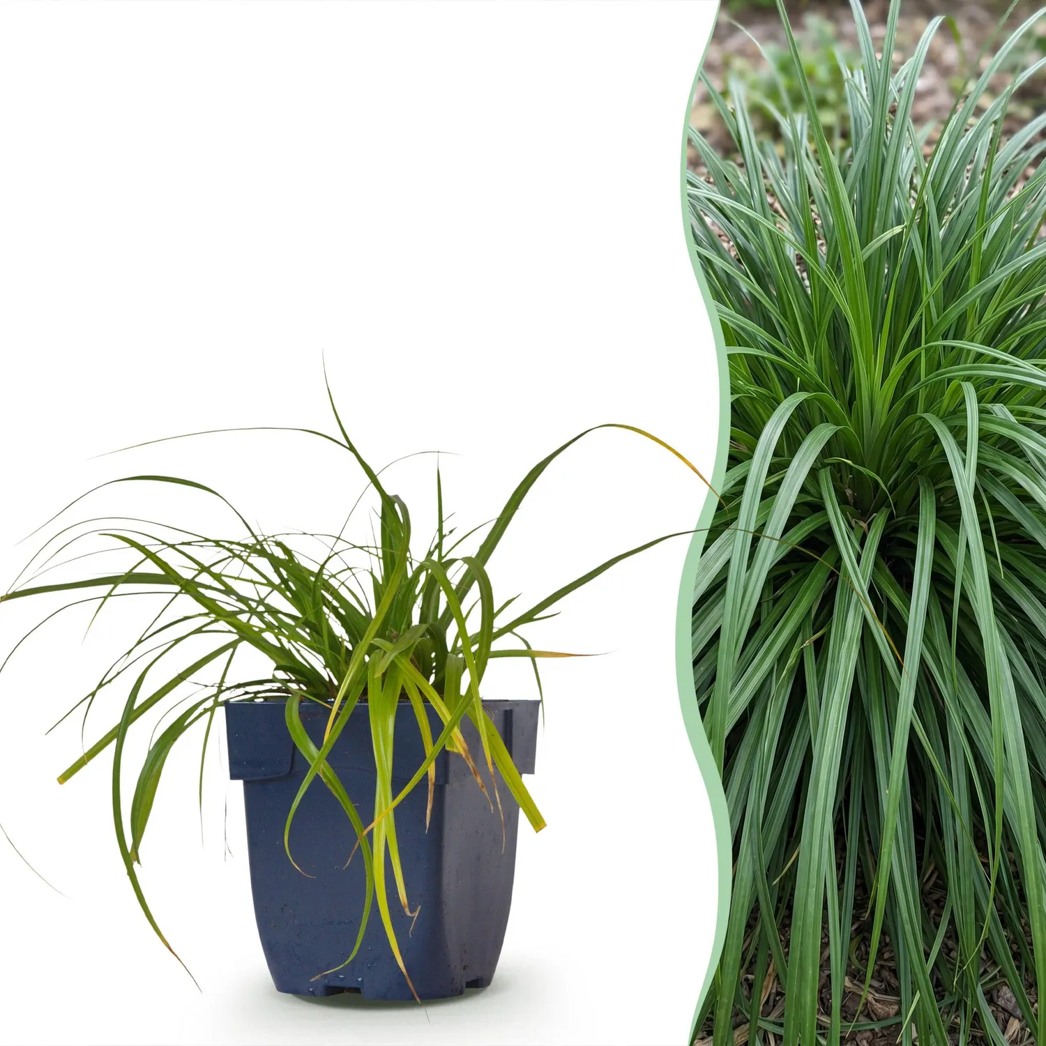 Plant and Stories Carex Evergreen laîche pot 11 cm persistante