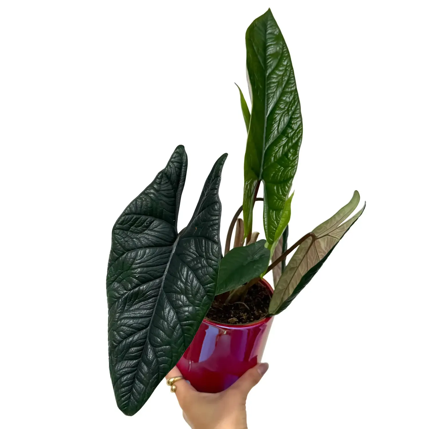 Plant and Stories Alocasia Scalprum plante pot 6cm feuille sculptée