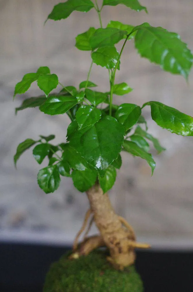 Aquaphyte Shifen San kokedama radermachera 14 cm