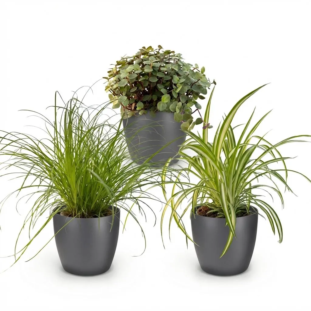 Plant and Stories Cyperus Calissia Chlorophytum plantes pot 12 cm blanc