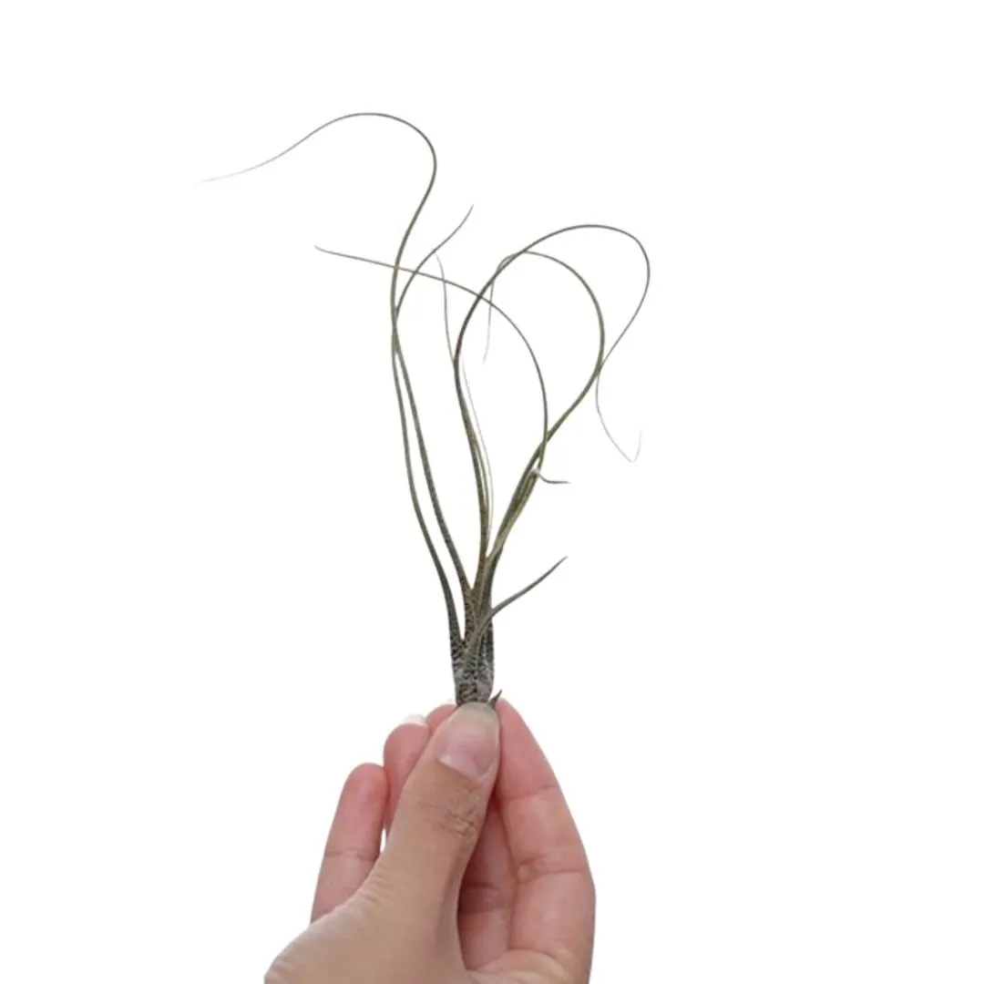 Airplantshop Butzii tillandsia tentacules rayées