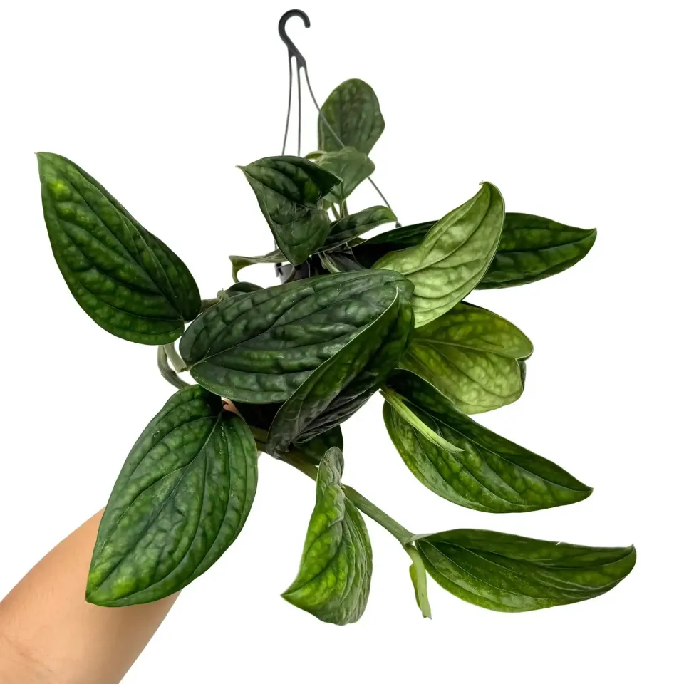 Plant and Stories Monstera Karstenianum Plante Pot 12cm Argentée
