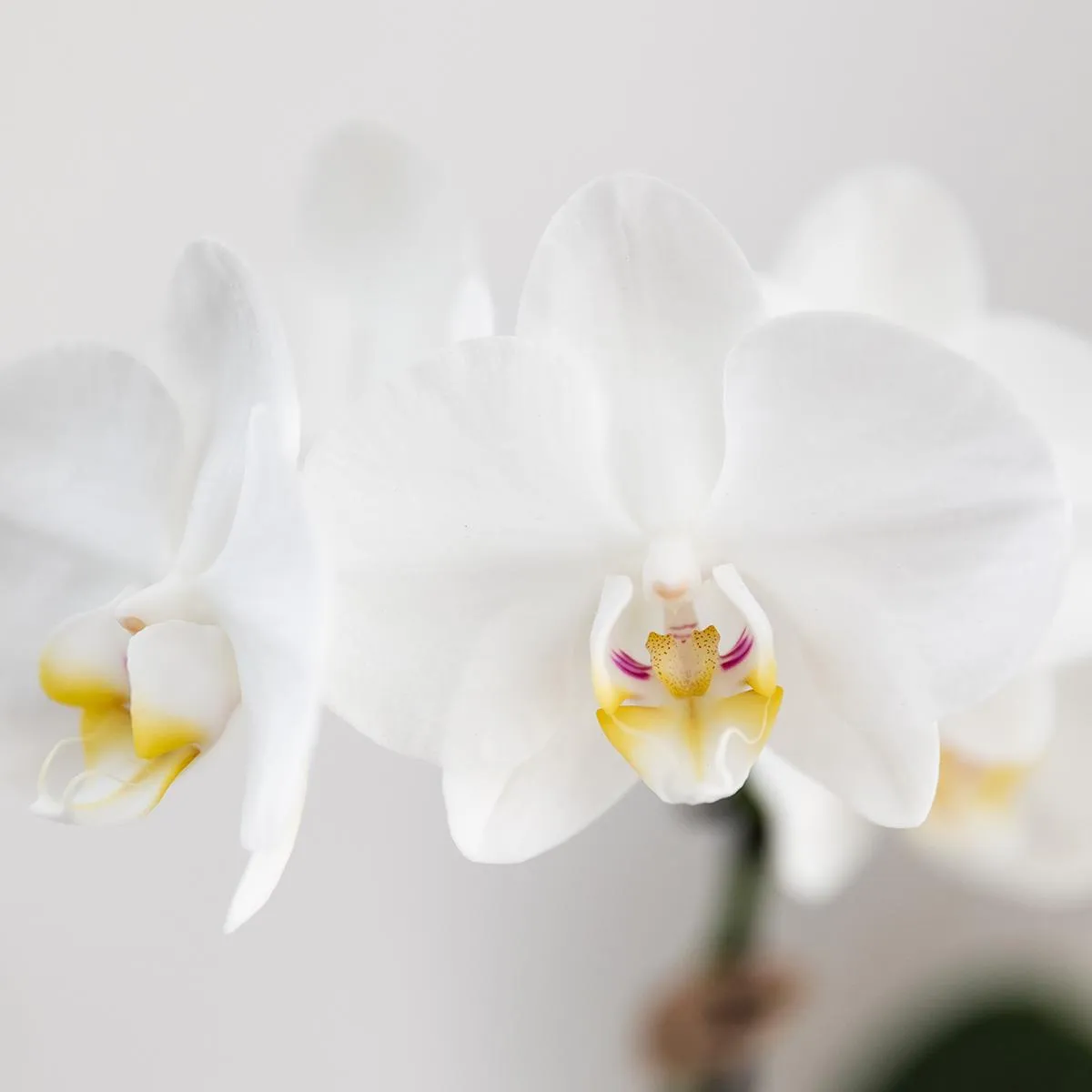 Plant and Stories Phalaenopsis blanche orchidée pot 9 cm blanc
