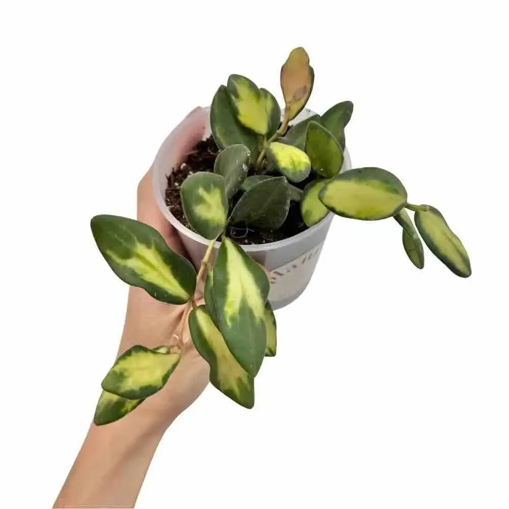 Hoya Burtoniae Variegata DS70 plante intérieur pot 6 cm panachée
