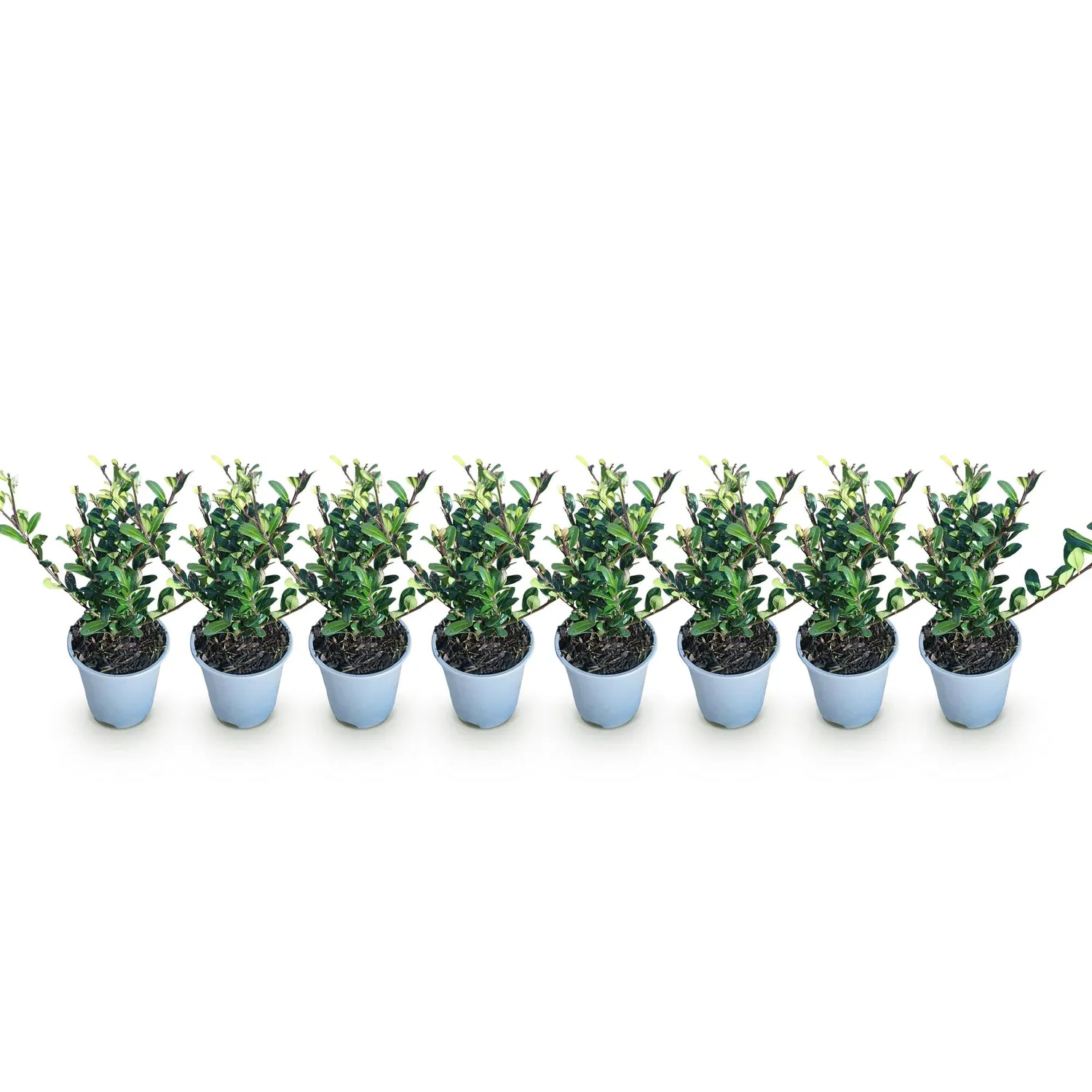 Plant and Stories Houx Caroline Upright haie 8 plants pot 9 cm