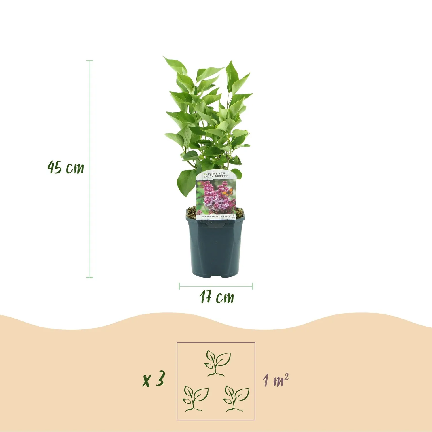Plant and Stories Syringa Michel Buchner lilas parfumé 45 cm