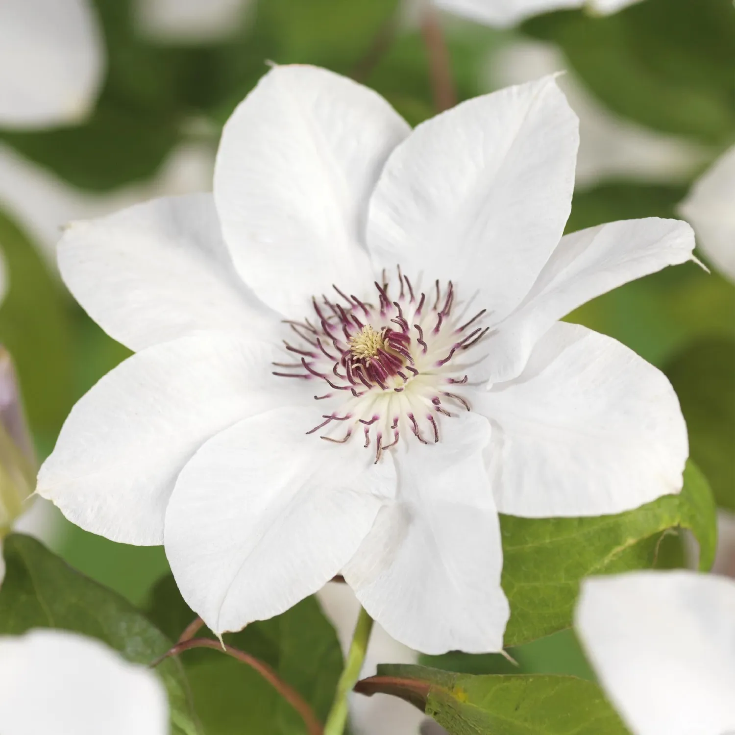 Plant and Stories Clematis Miss Bateman clématite blanche lot 2 plantes