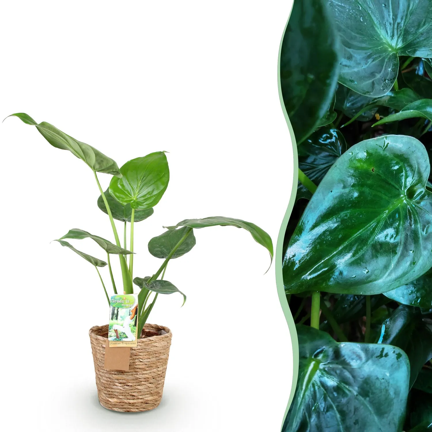 Plant and Stories Alocasia Cucullata Main Bouddha plante pot 21cm