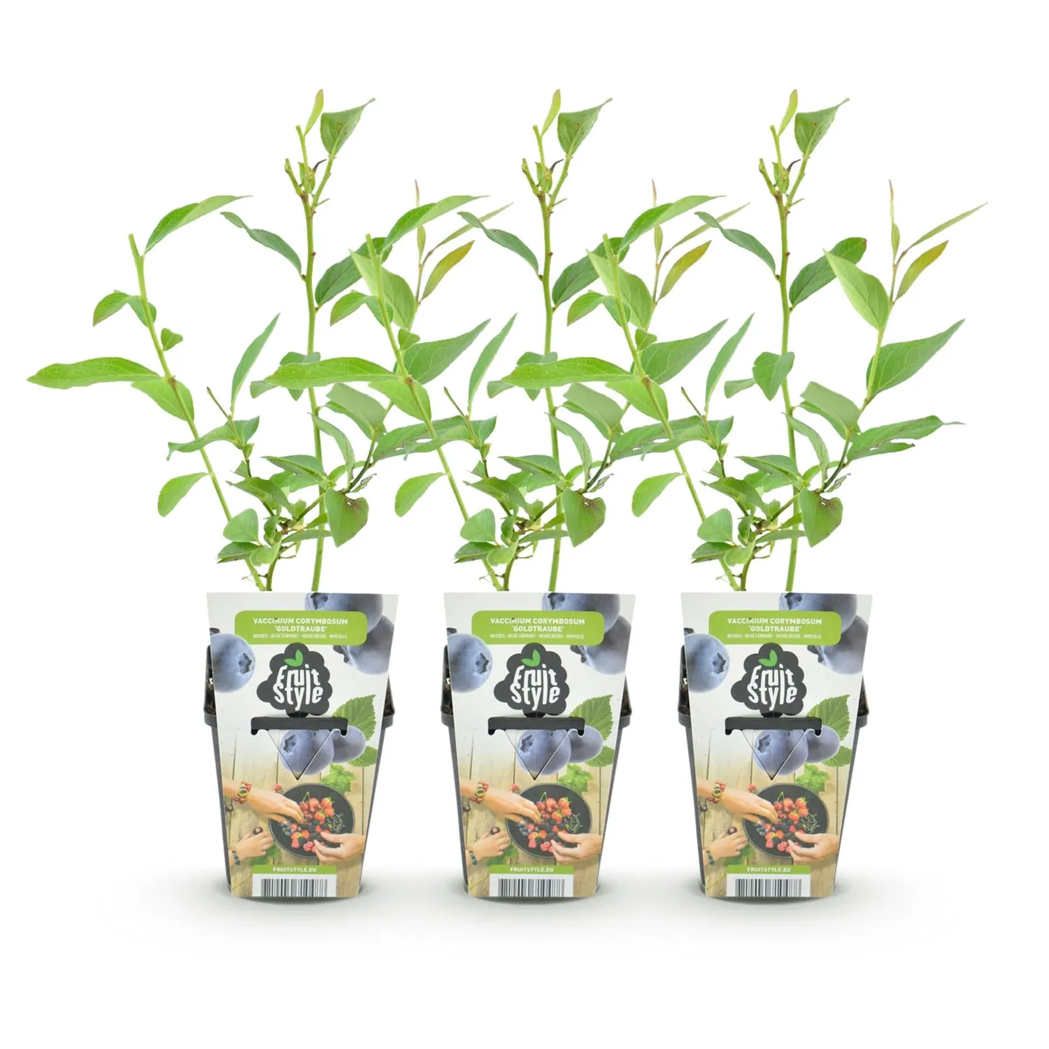 Plant and Stories Goldtraube myrtillier 3 plants pot 9 cm rustique