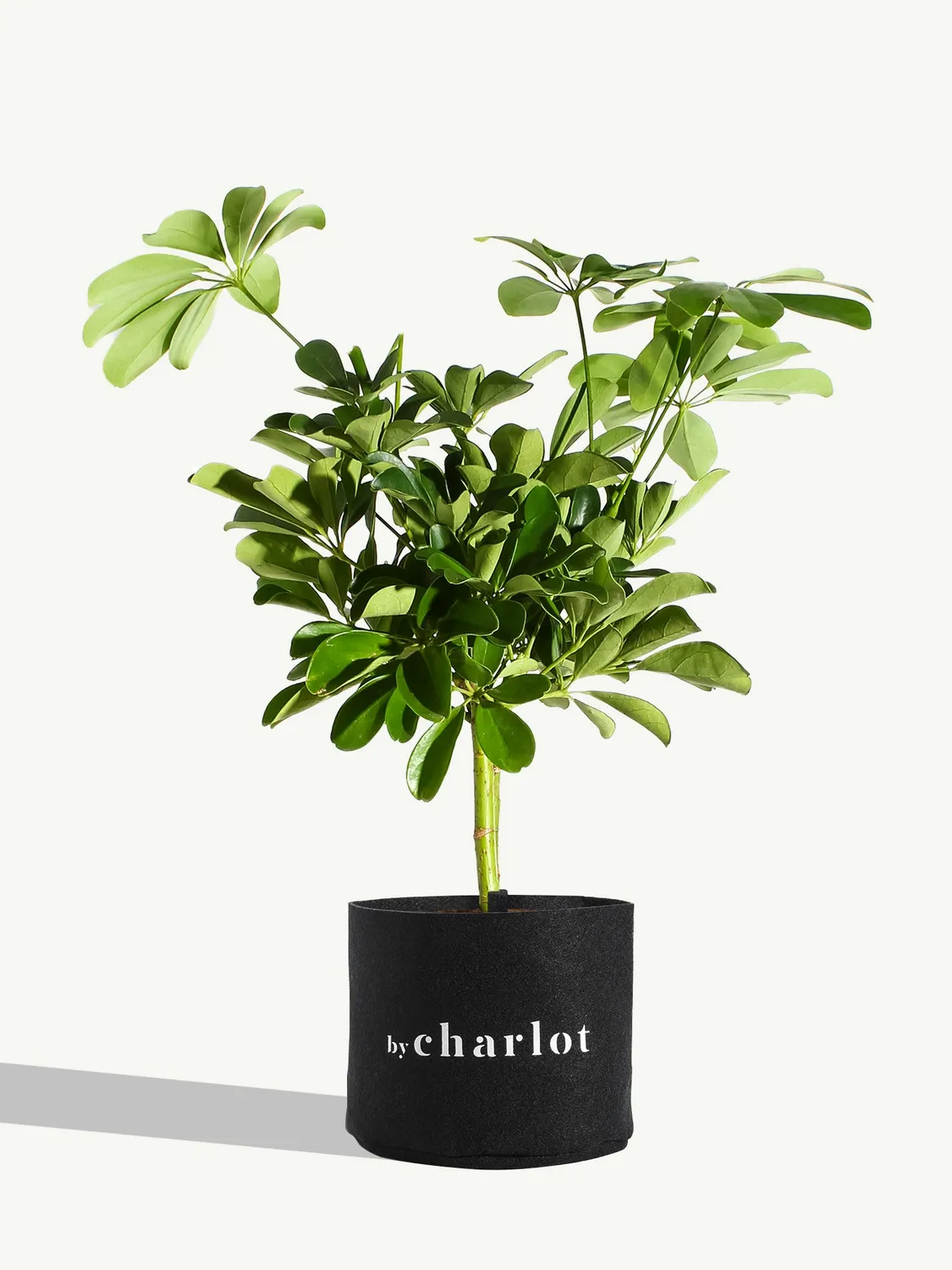 By Charlot La Pétillante plante schefflera 45 cm lumineuse