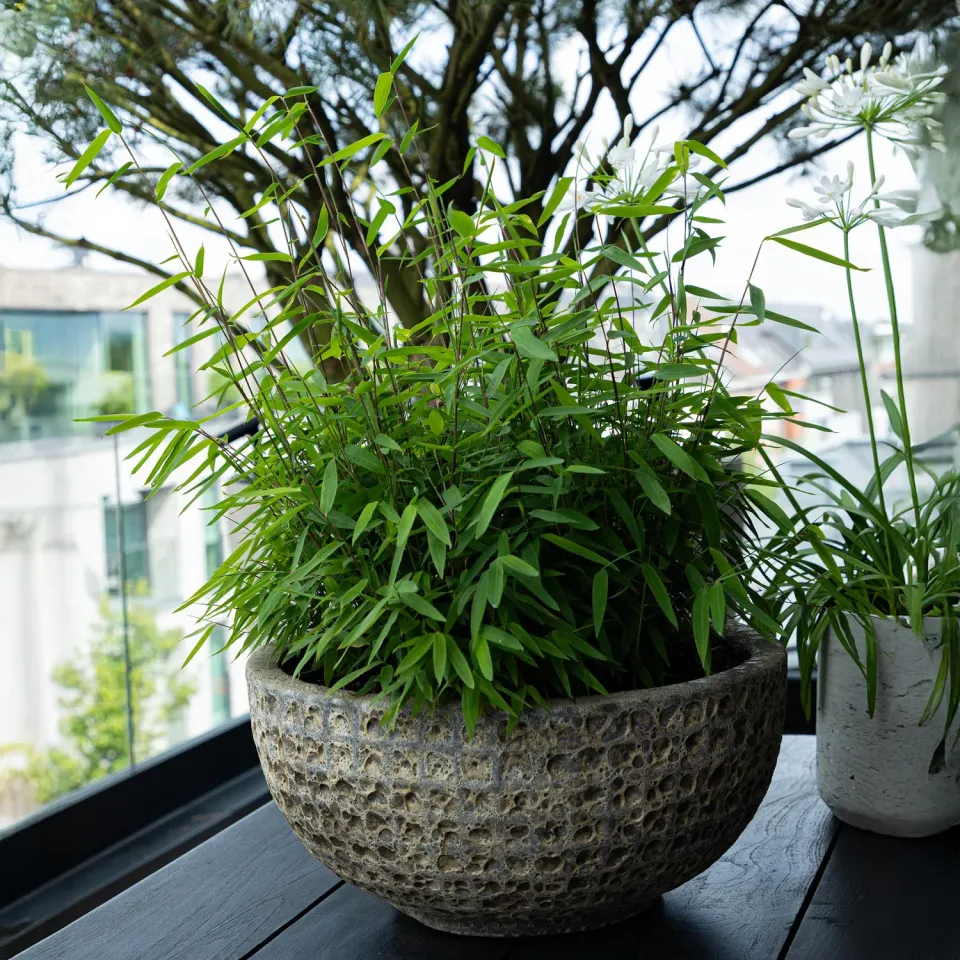 Plant and Stories Fargesia Rufa bambou brise-vue 1 plant pot 17 cm