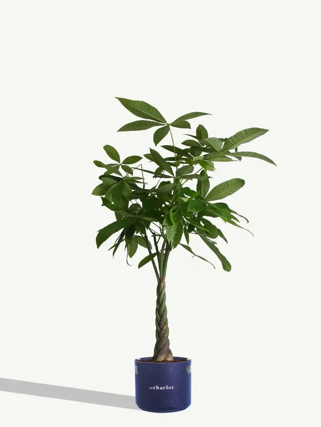 By Charlot L'Aviateur plante Anthurium XL 120 cm