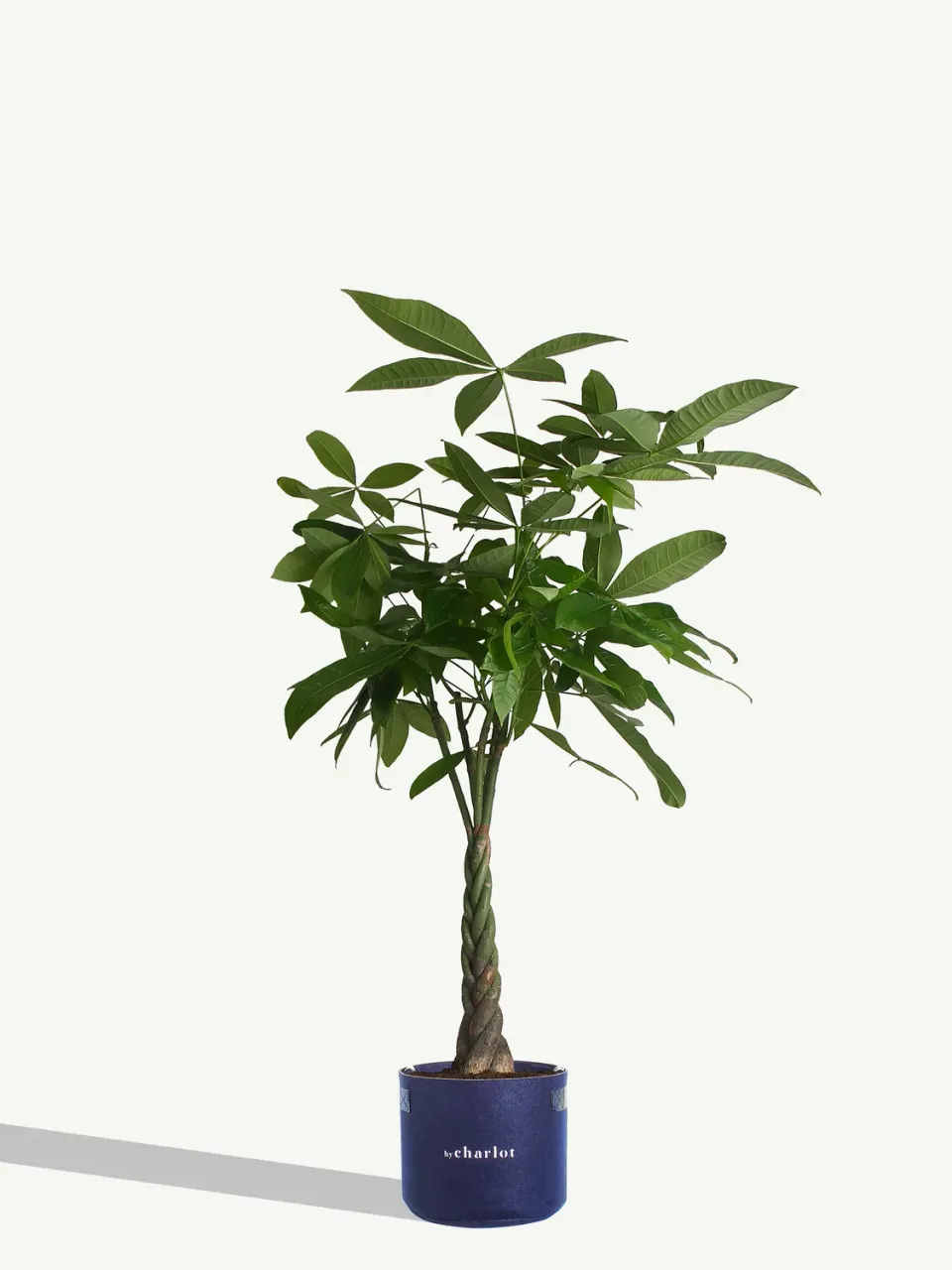 By Charlot L'Aviateur plante Anthurium XL 120 cm