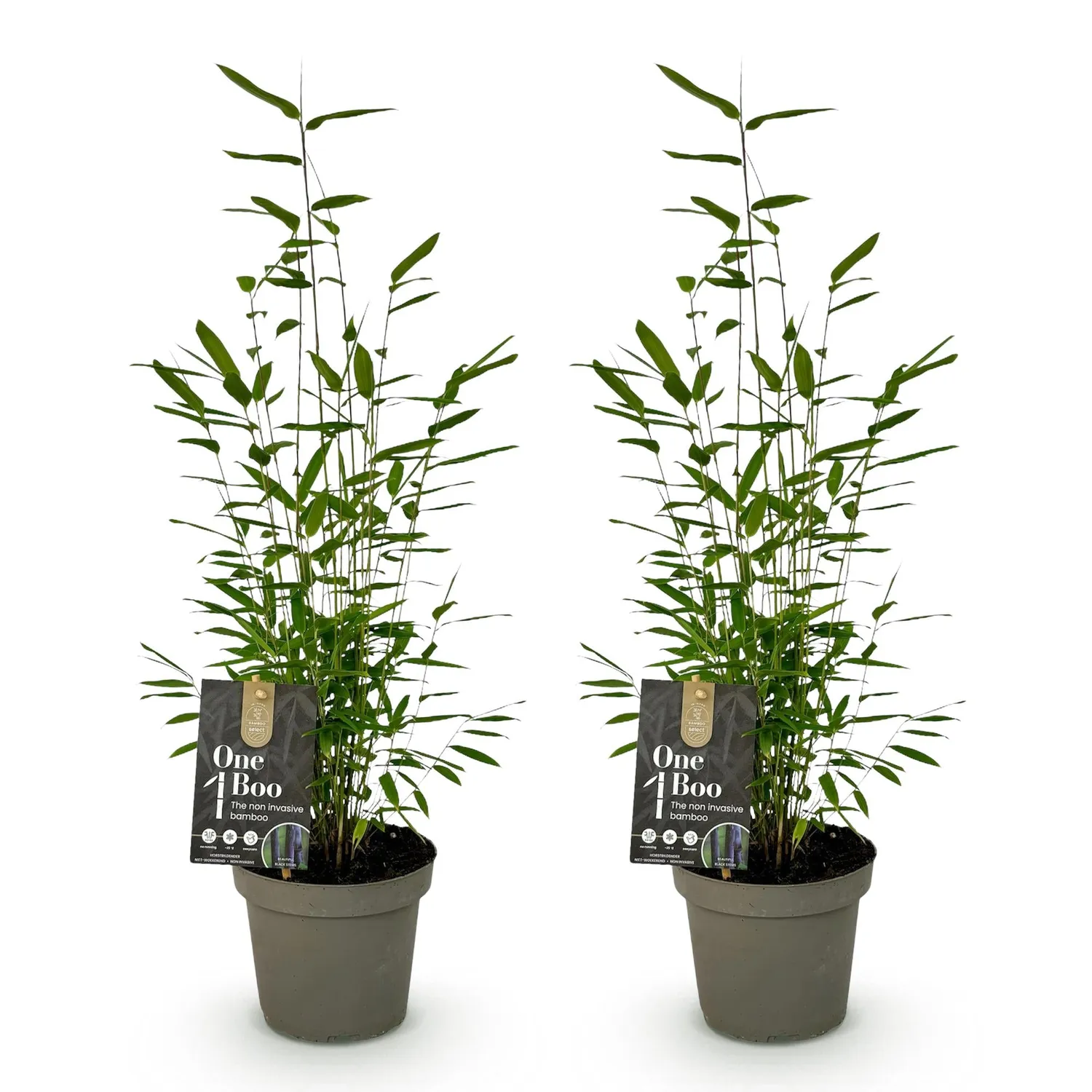 PLANT AND STORIES Bambou Fargesia Black Dragon 2 plants pot 14cm