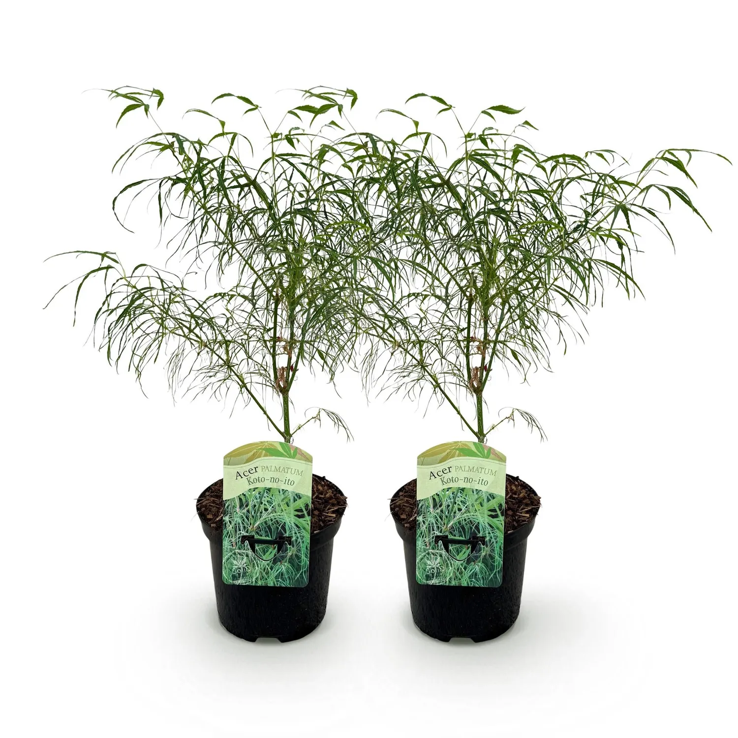 Plant and Stories Acer Koto-no-ito érable japonais pot 19 cm 70 cm