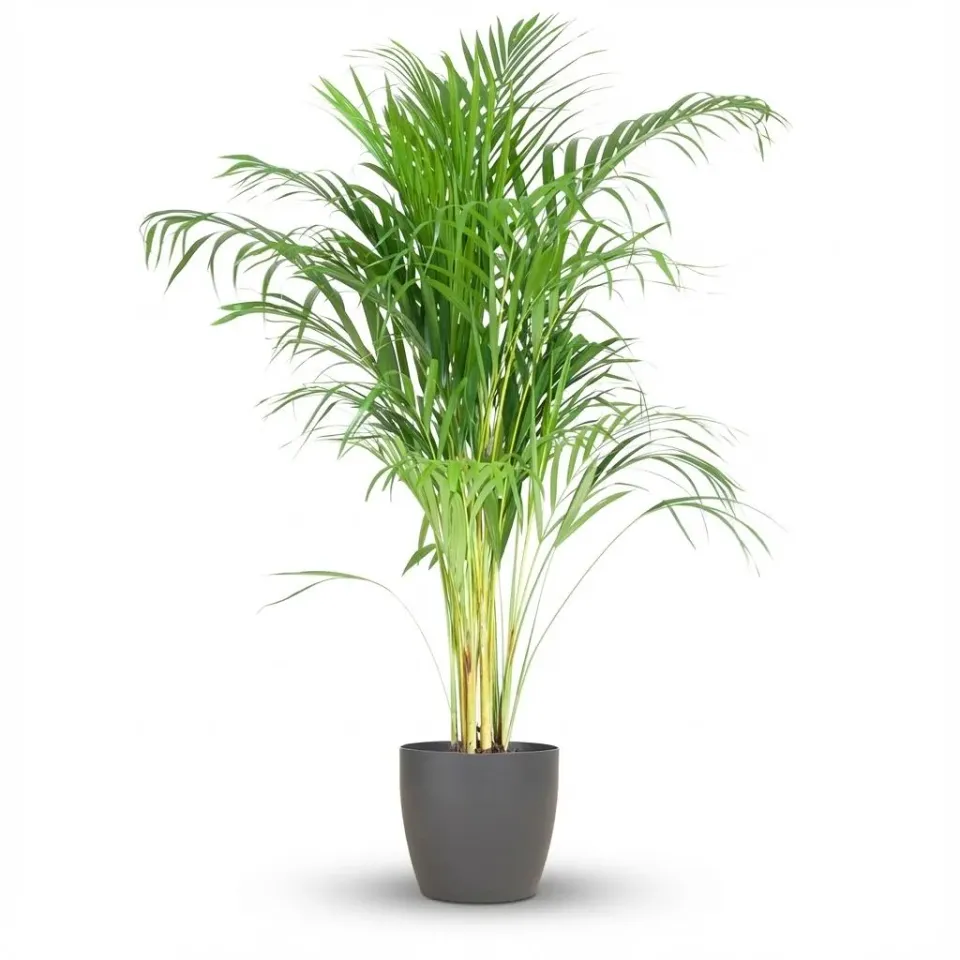PLANT AND STORIES Dypsis Lutescens Areca palmier pot 21 cm 90 cm
