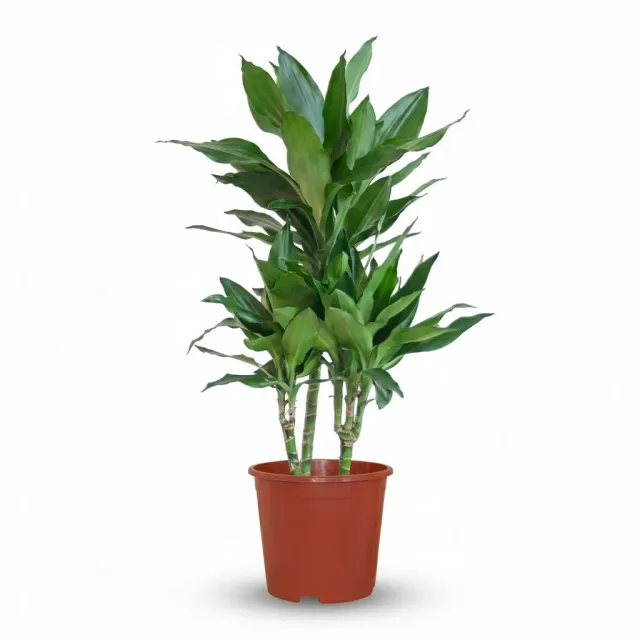 Plant and Stories Dracaena Janet Craig plante verte 90 cm