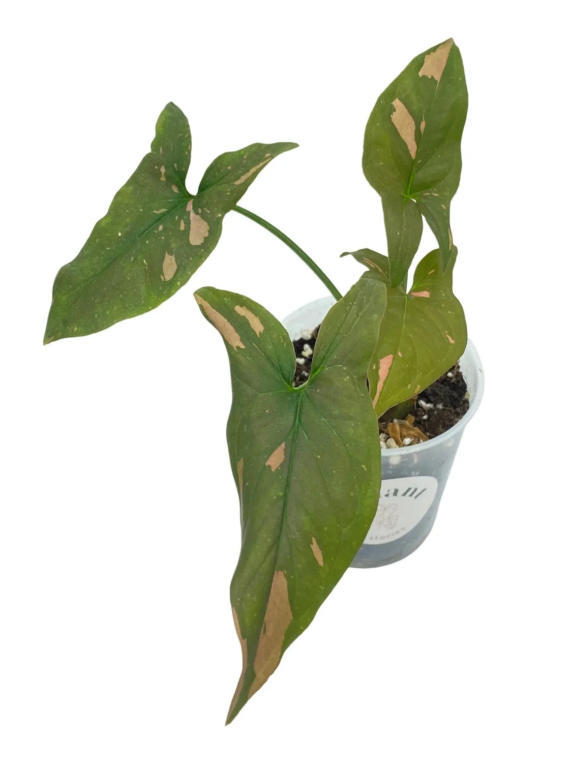 PLANT AND STORIES Syngonium Red Spot plante pot 6 cm rose