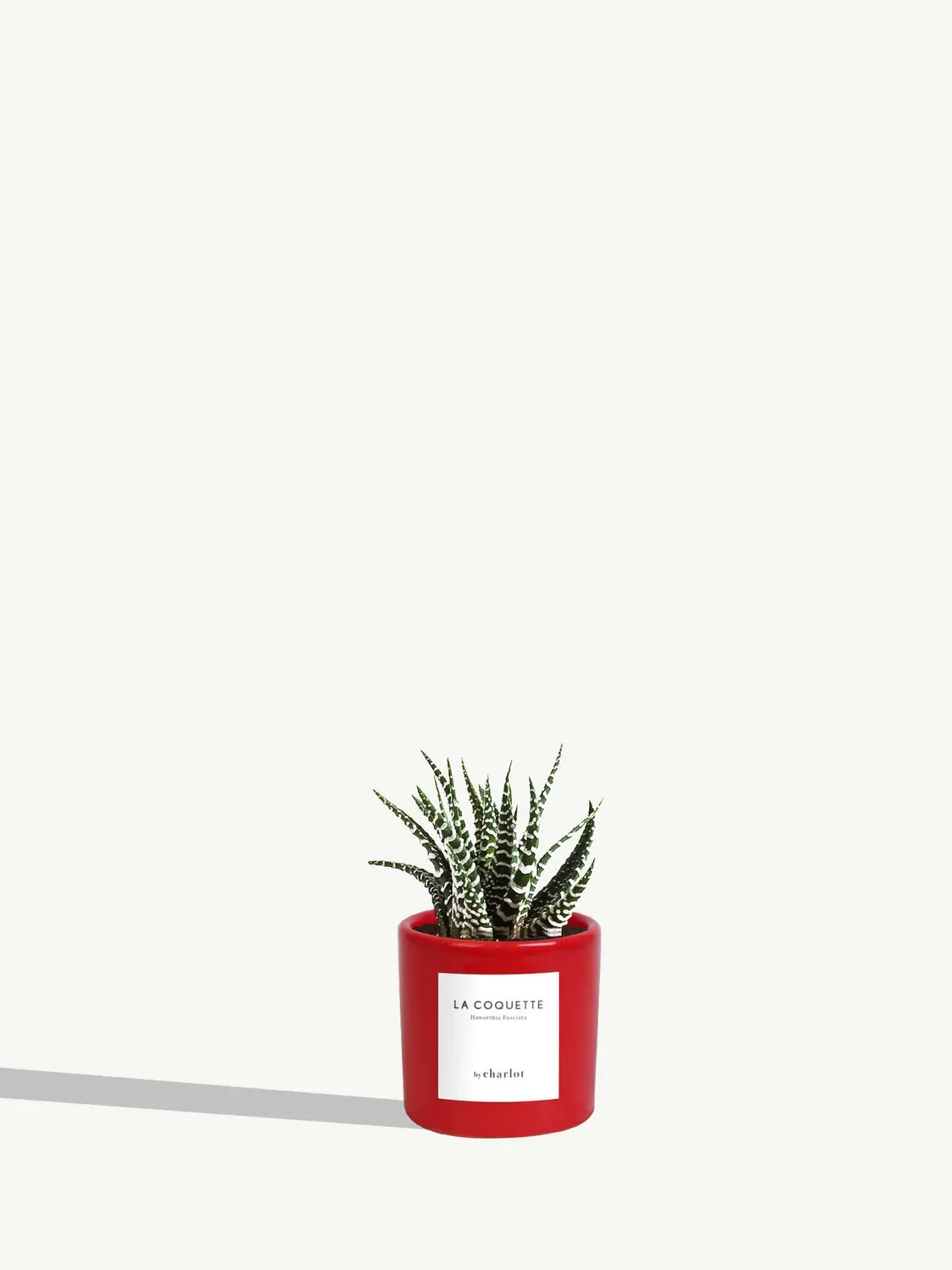 By Charlot La Coquette mini plante haworthia pot 6 cm