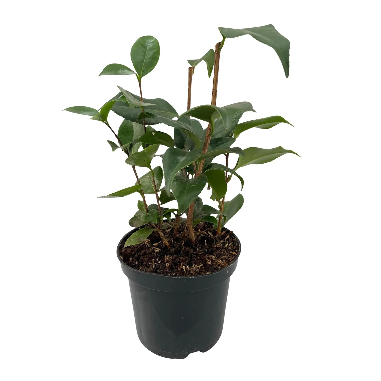 Plant and Stories Camélia Tricolour arbuste pot 15cm 1 plant