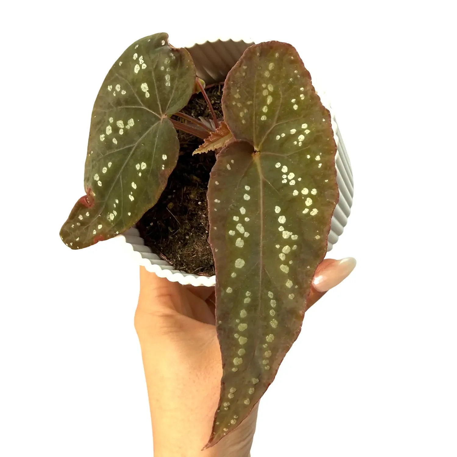 Plant and Stories Begonia Pandora bégonia pot 8 cm cuivré