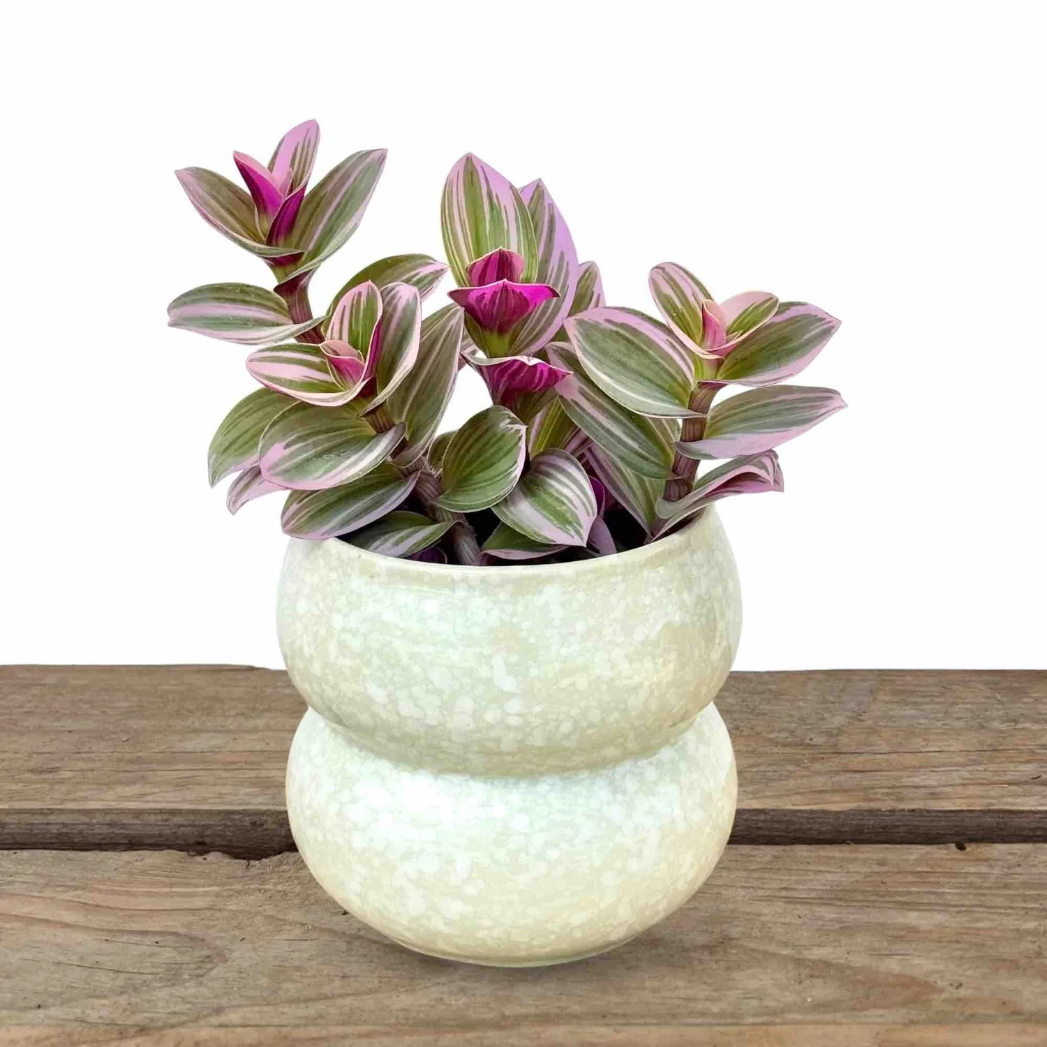 Plant and Stories Bulle cache-pot céramique rose 9 cm