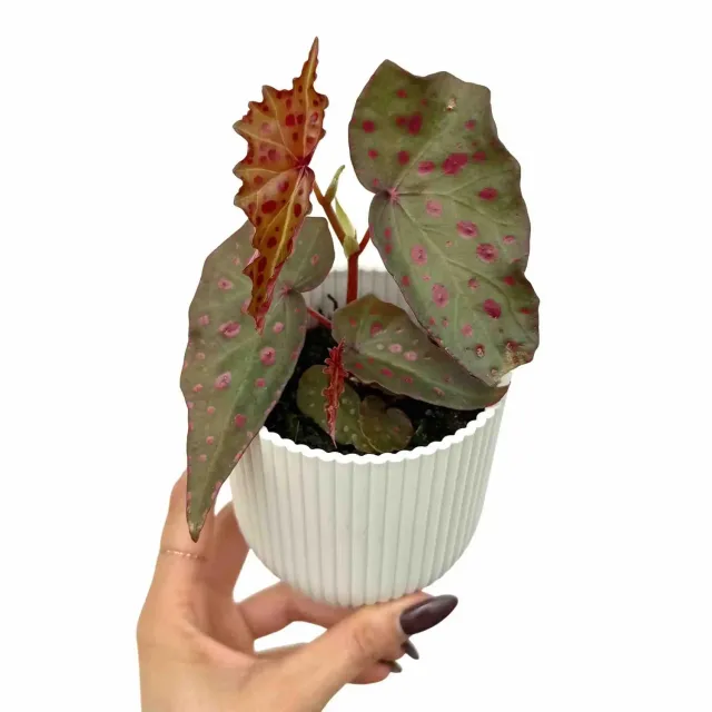 Plant and Stories Begonia Amphioxus bégonia pot 8 cm tacheté