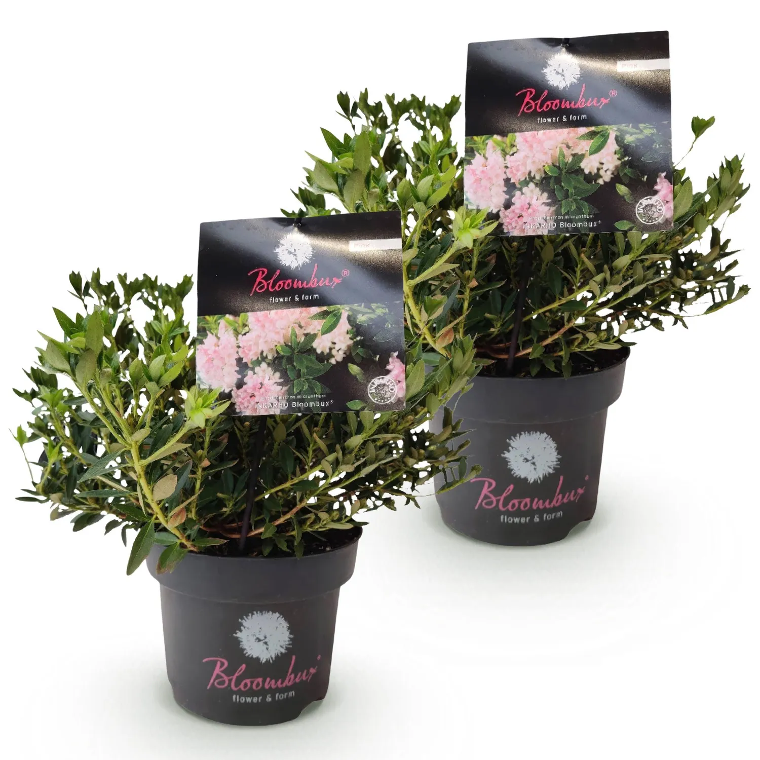 Plant and Stories Rhododendron Bloombux Rose Clair arbuste 1 plant rose