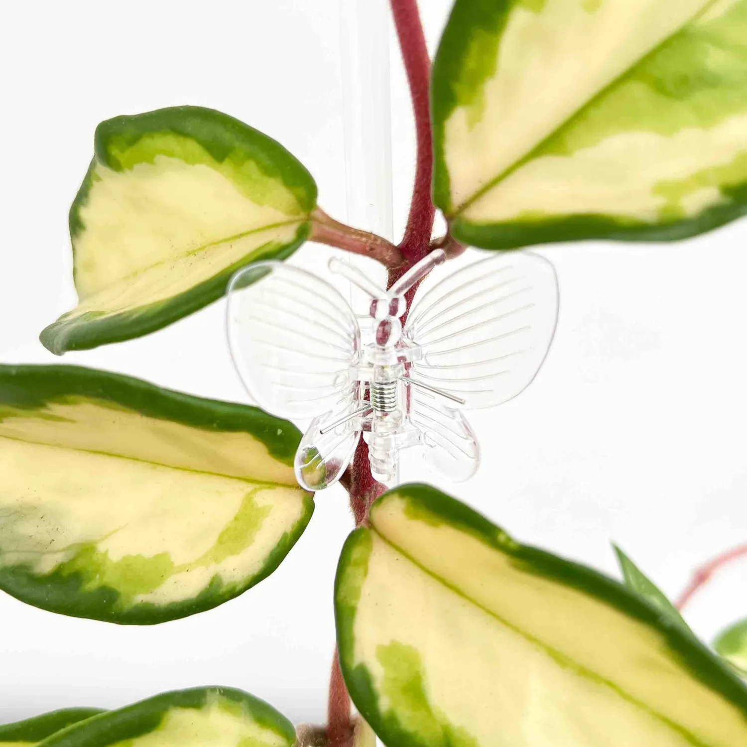 Plant and Stories pinces papillon plantes vert citron x10