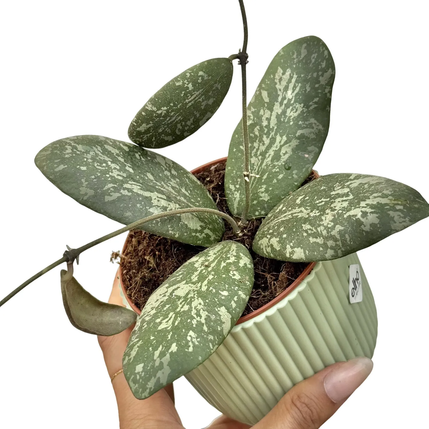 Plant and Stories Hoya Sigillatis Round Leaf plante grasse pot 6cm