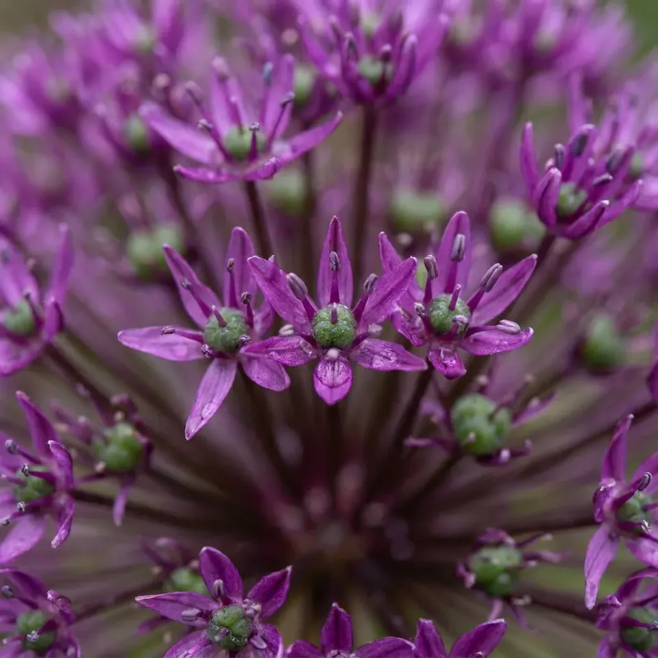 Plant and Stories Allium Miami ail ornement 30 bulbes violet