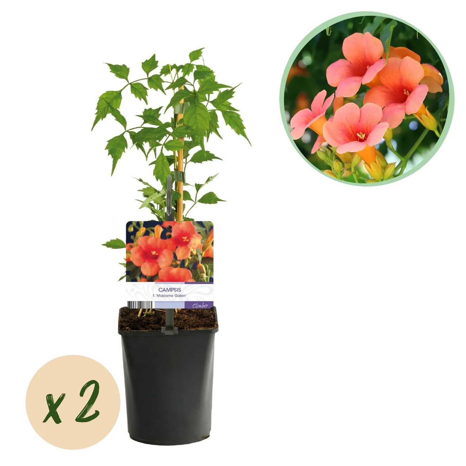 Plant and Stories Bignone Madame Galen grimpante lot 2 orange