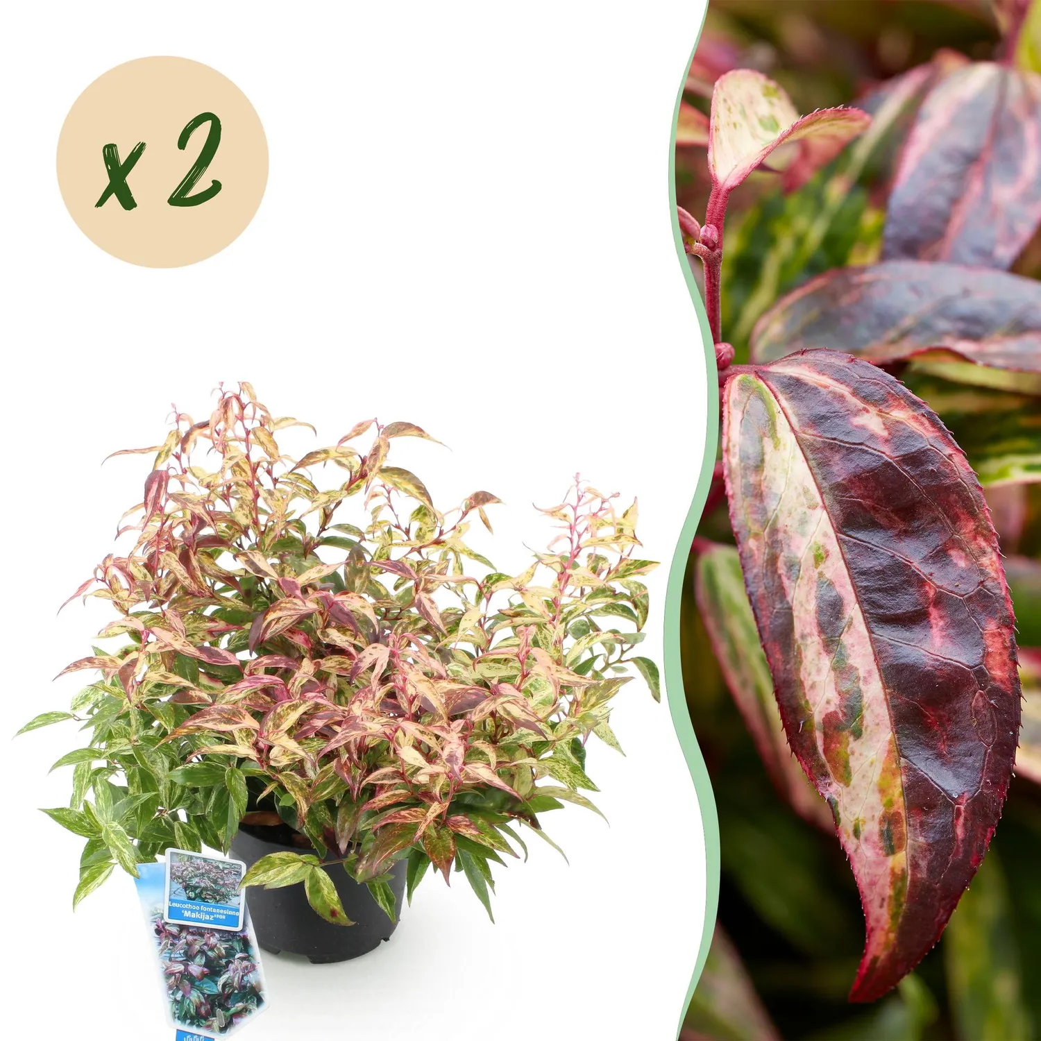 Plant and Stories Makijaz leucothoé arbuste 1 plant ombre