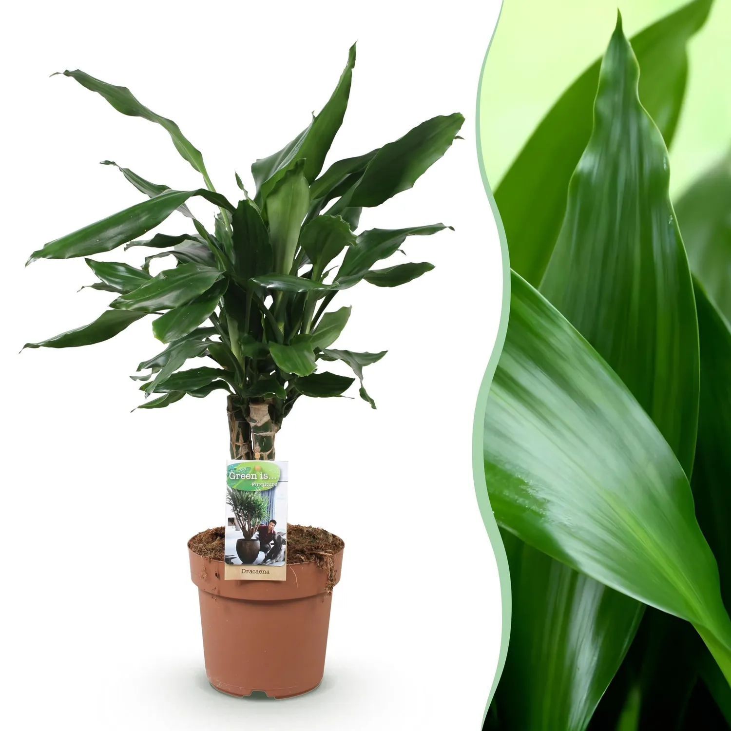 Plant and Stories Dracaena fragrans Steudneri plante verte pot 17 cm