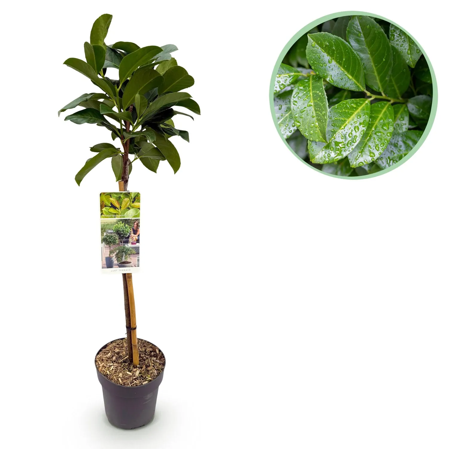 Plant and Stories Laurier Etna haie sur tige 90 cm brillant