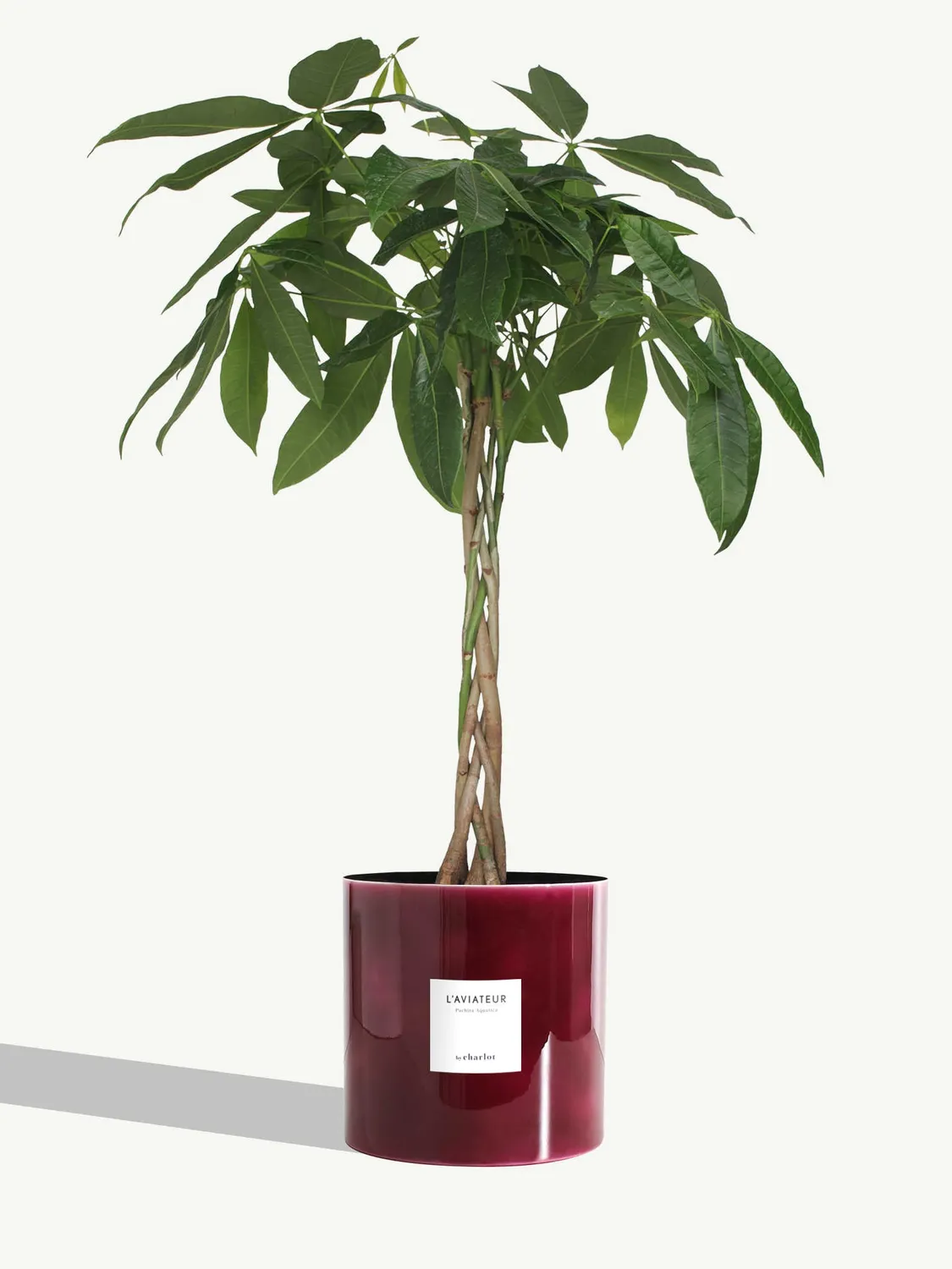 By Charlot L'Aviateur grande plante pot métal L 100 cm