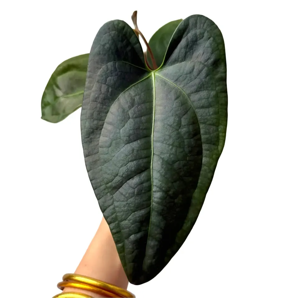 Plant and Stories Anthurium Napo plante d’intérieur pot 8cm velours