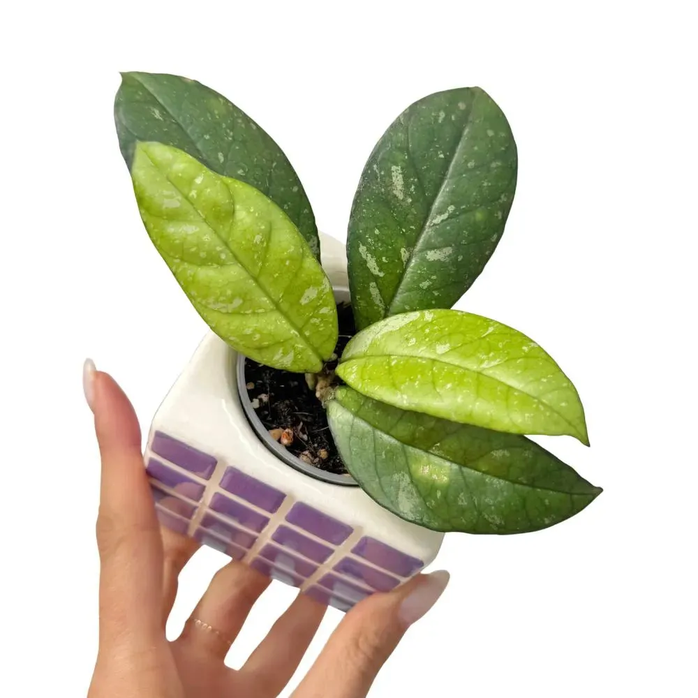 Plant and Stories Hoya Crassipetiolata plante pot 6 cm charnue