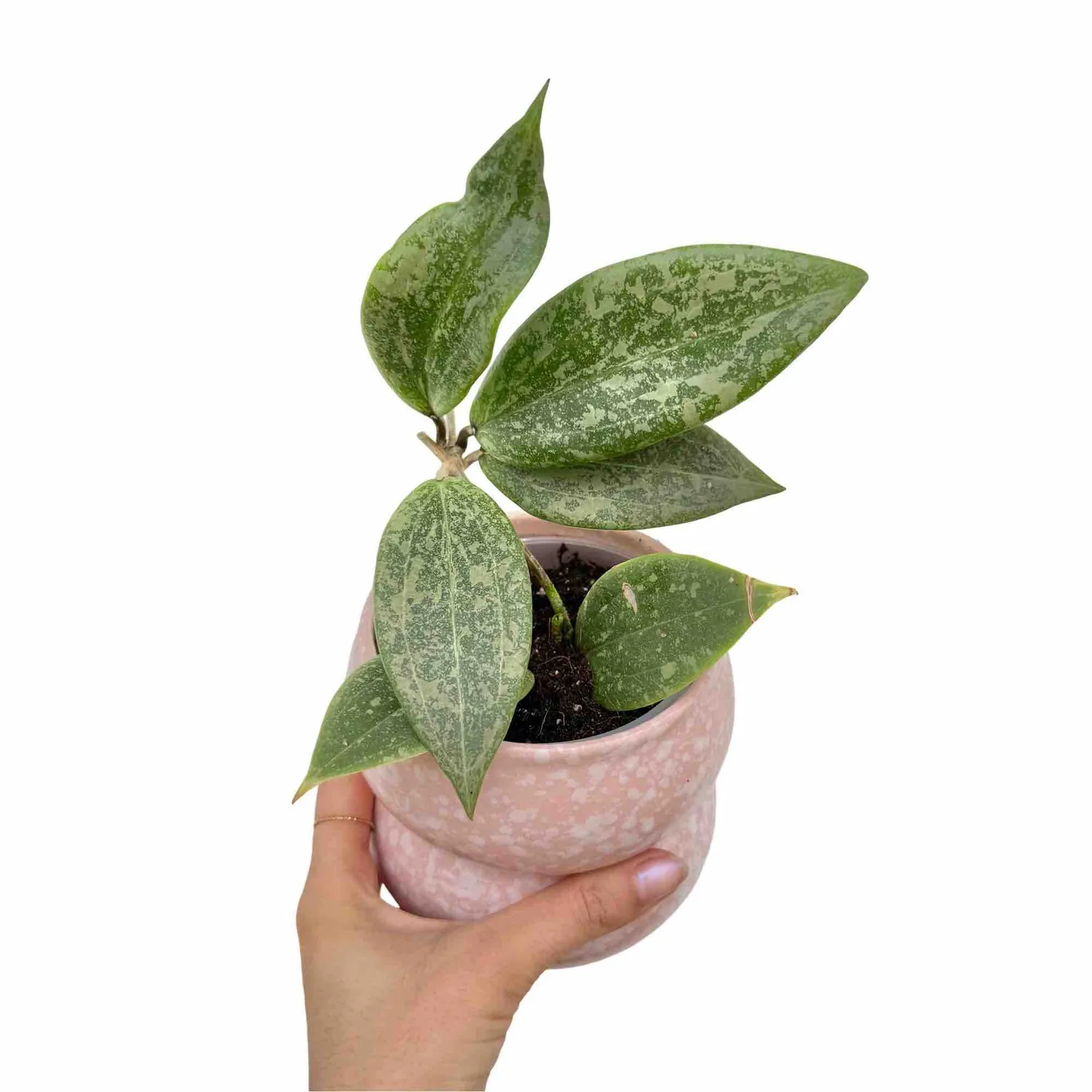 Plant and Stories Hoya Verticillata Wibergiae plante grimpante pot 6 cm