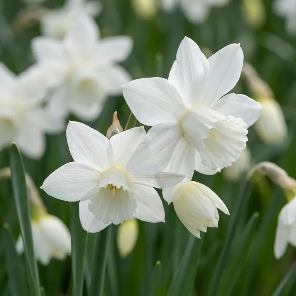 PLANT AND STORIES Narcisse Thalia bulbes 15 bulbes blanc