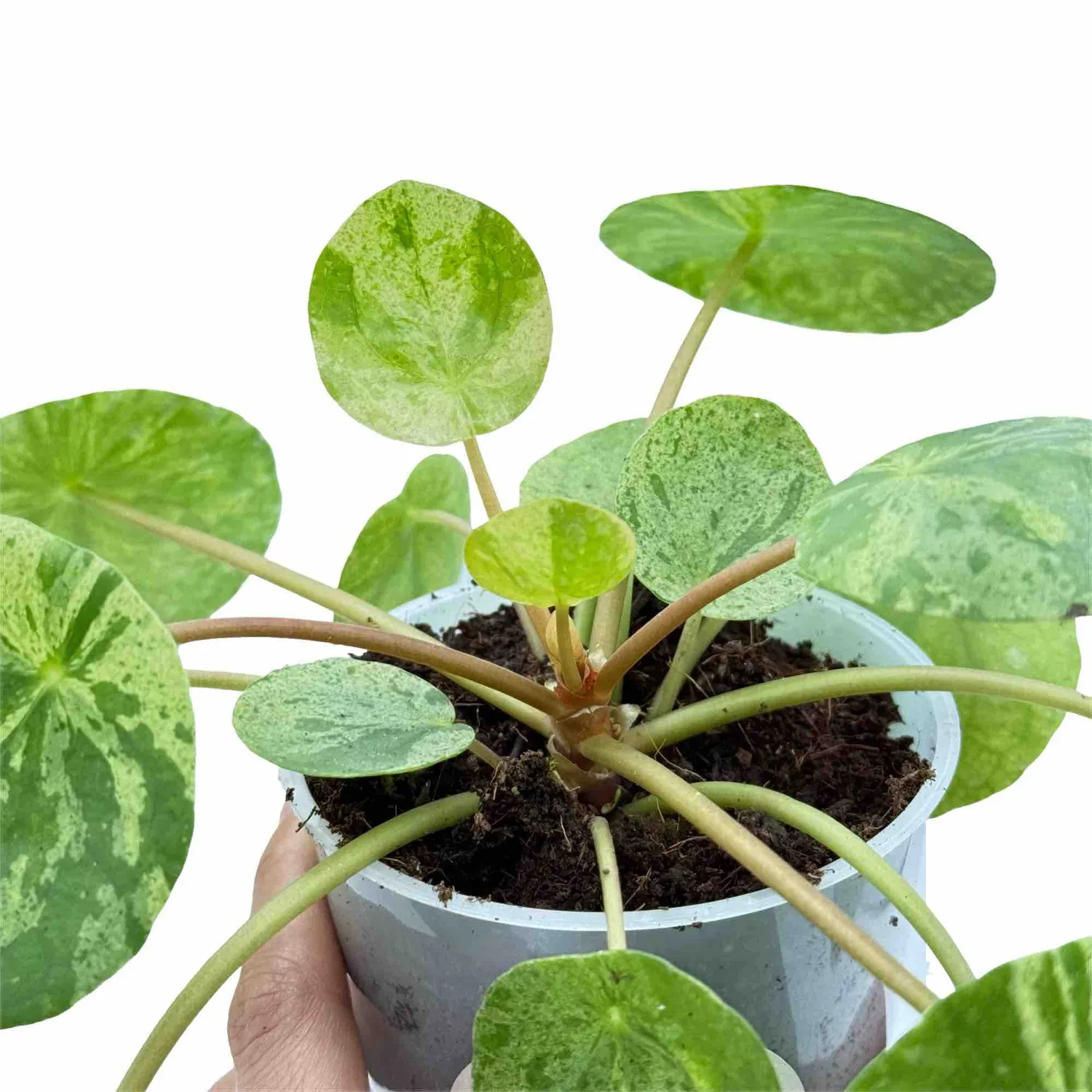 Plant and Stories Pilea Mojito plante pot 12cm marbrée