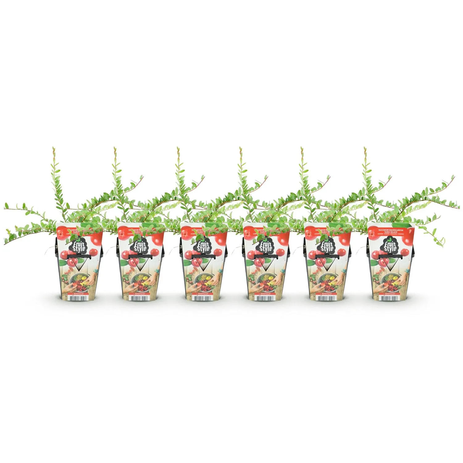 Plant and Stories Canneberge Early Black fruitier pot 9 cm 3 plants rustique