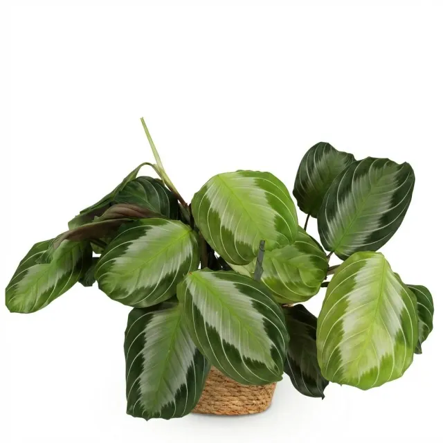 Plant and Stories Fascinator Silverband maranta pot 12 cm argenté