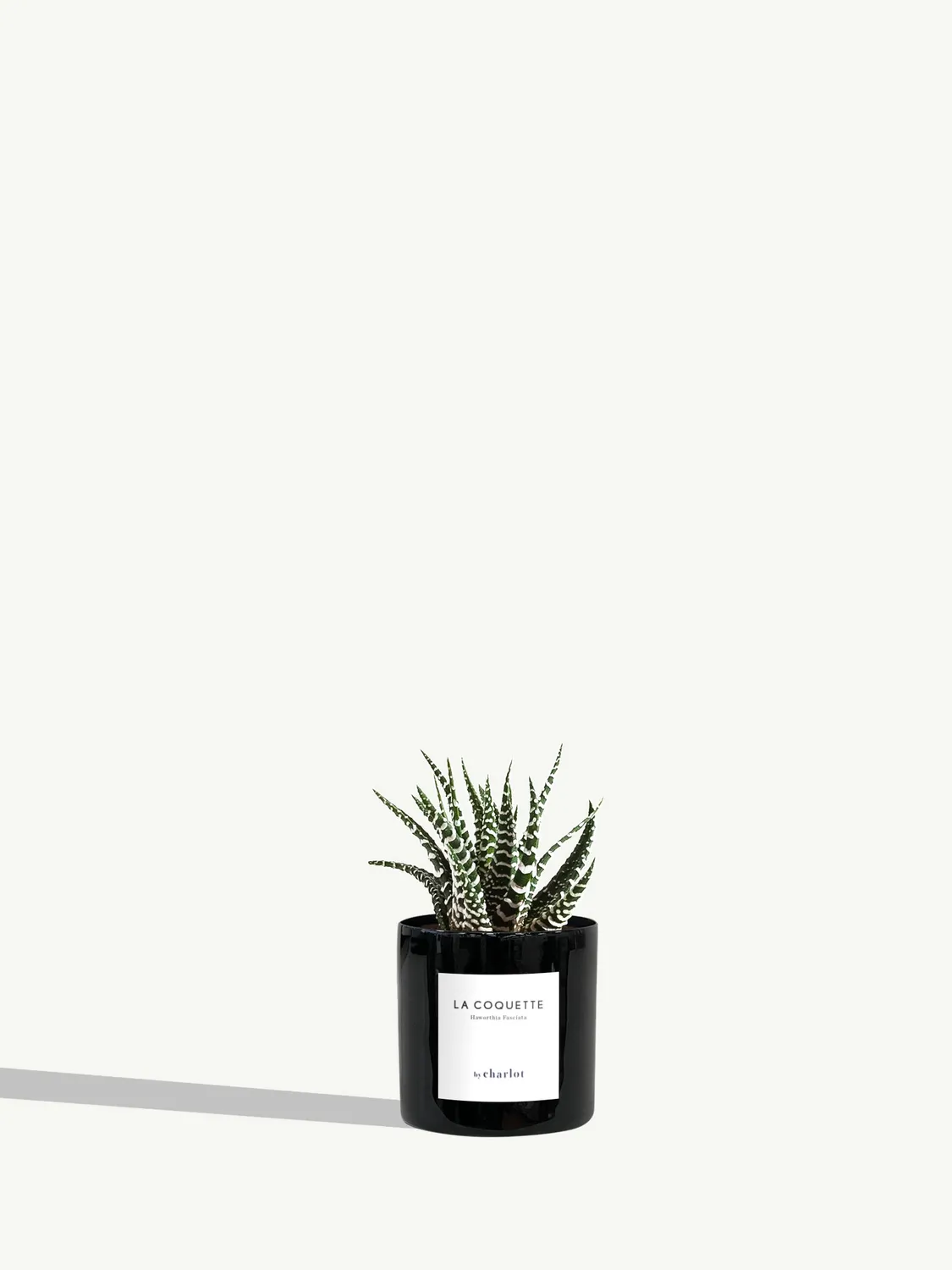 By Charlot La Coquette mini plante haworthia pot 6 cm