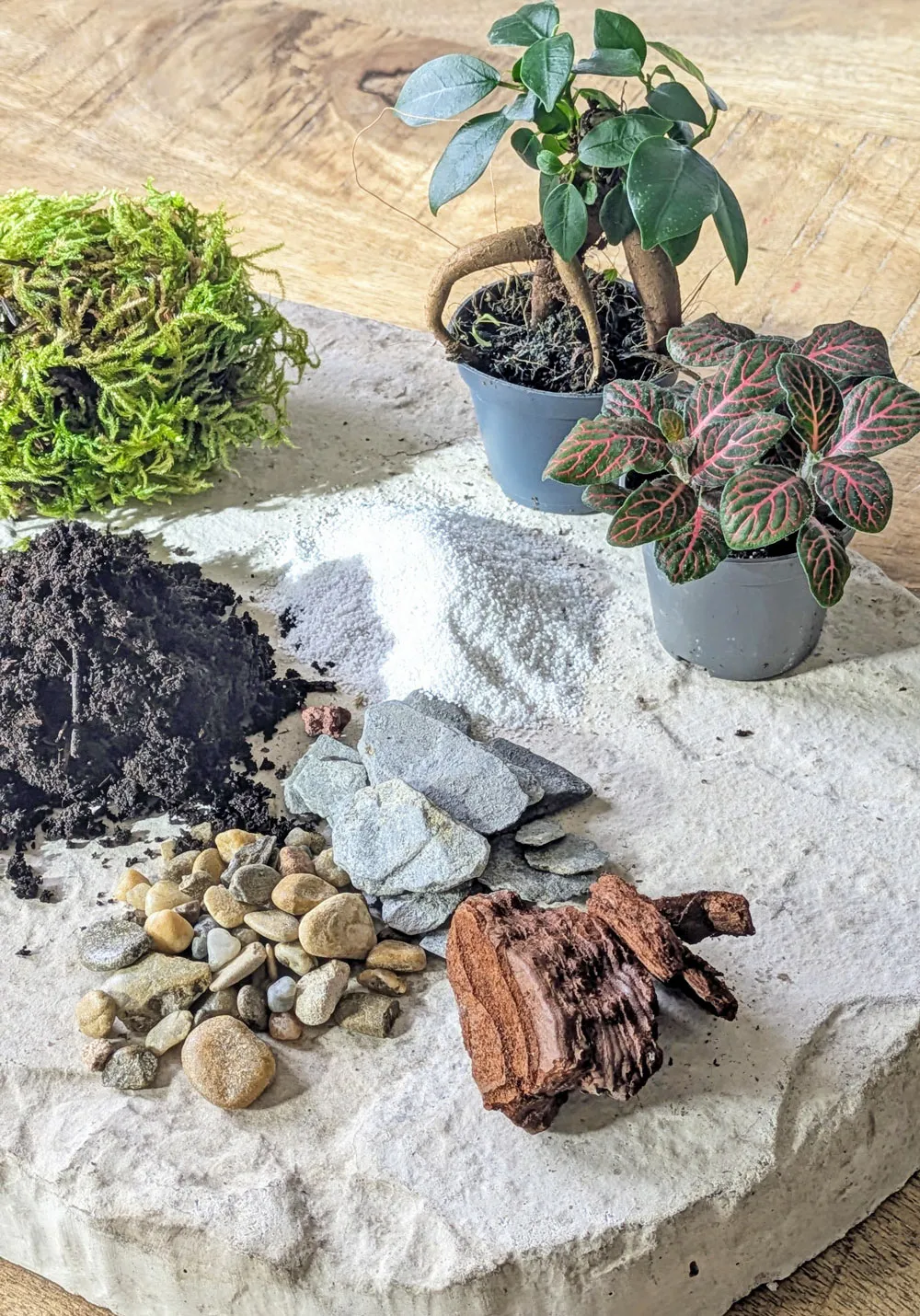 Réconciliation Végétale recharge terrarium moyen 2 plantes ficus