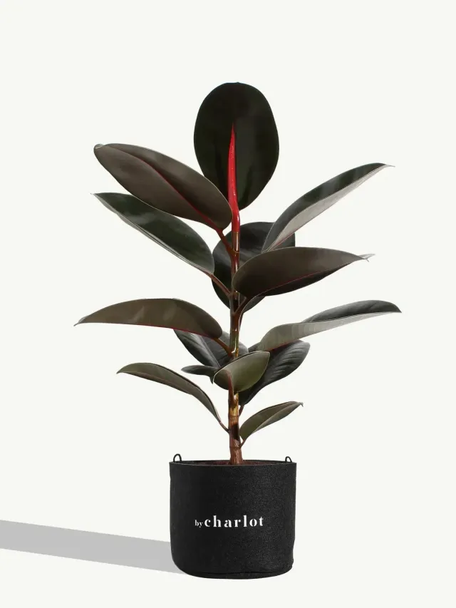 By Charlot L'Élégante Ficus Elastica Recharge 50 cm