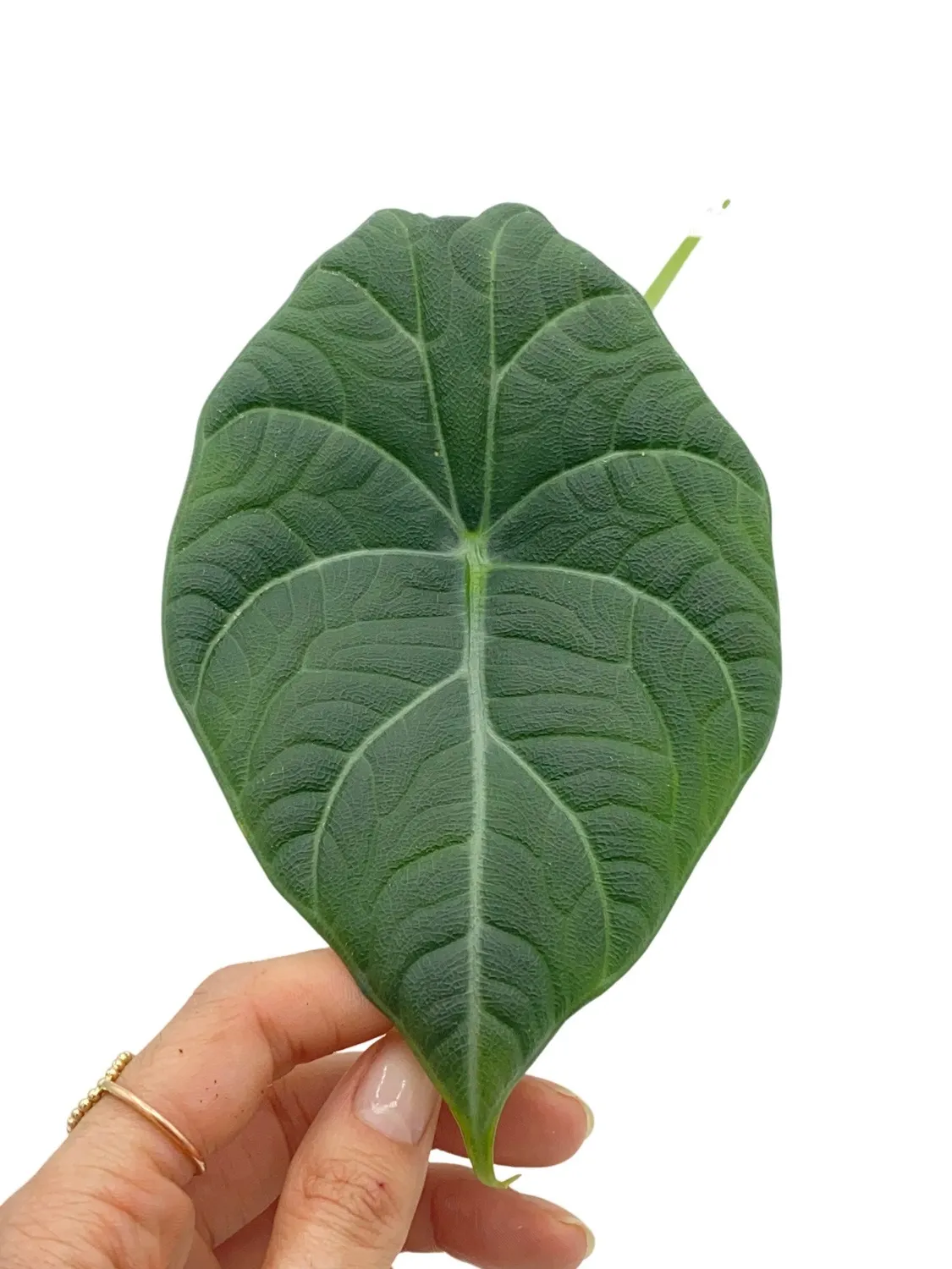 PLANT AND STORIES Alocasia Maharani plante pot 6 cm