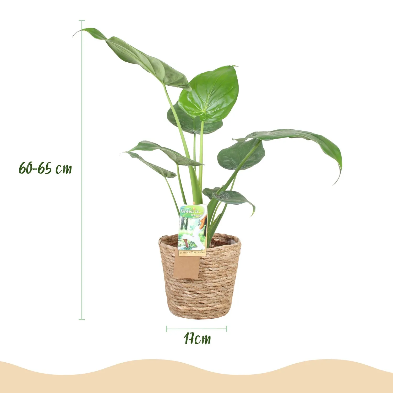 Plant and Stories Alocasia Cucullata Main Bouddha plante pot 21cm