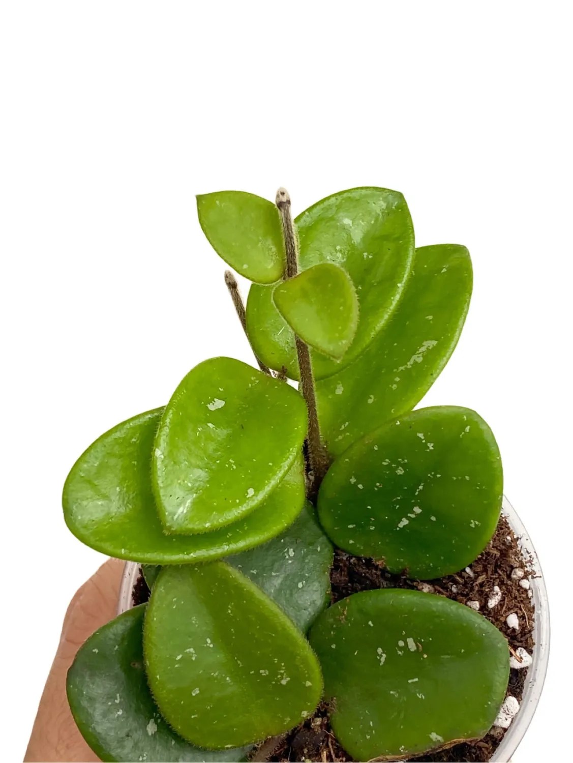 Plant and Stories Mathilde hoya parfumé pot 6 cm
