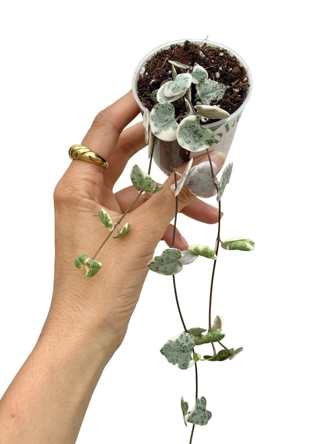 Plant and Stories Ceropegia Woodii Variegata plante pot 6cm retombante